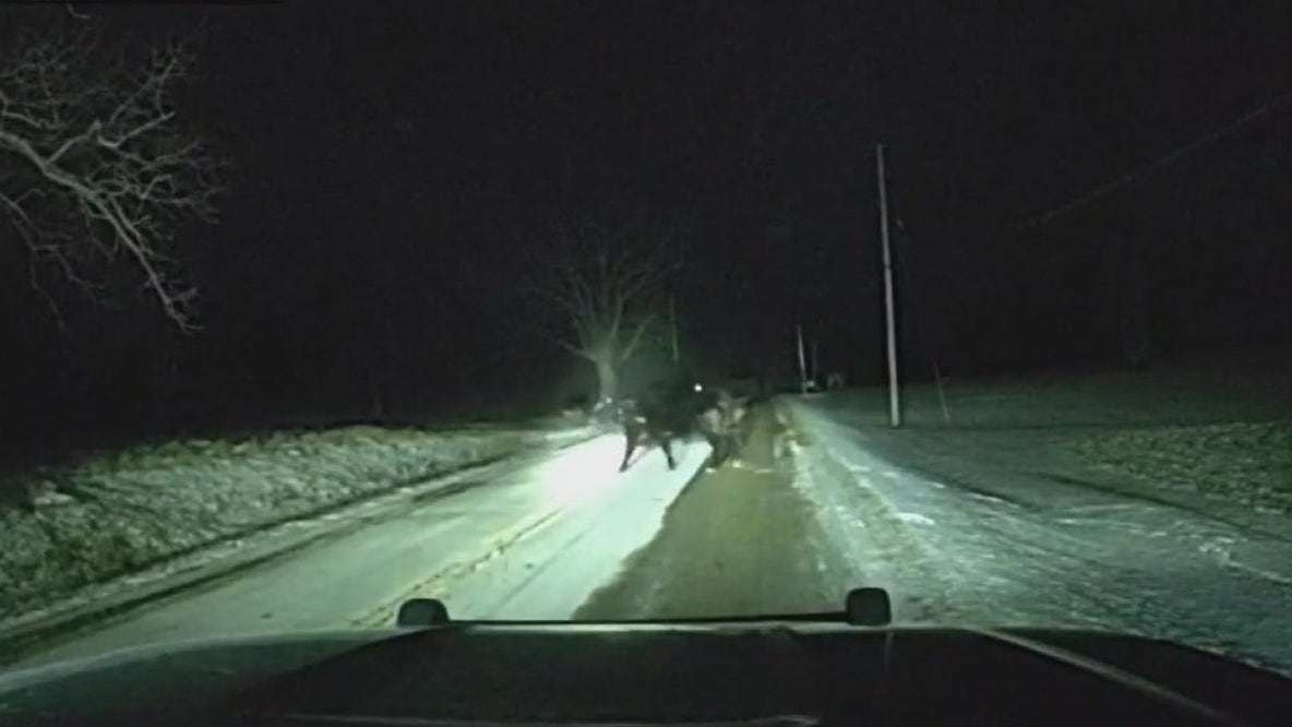 Loose cow in Muskego